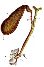 
  Рис. 189. Желчный пузырь (vesica fel-lea) и желчные протоки (ducti biliferi). 
  1-дно желчного пузыря; 2-тело желчного пузыря; 3-шей-ка желчного пузыря; 4-спиральная 
  складка; 5-обший печеночный проток; 6-общий желчный проток; 7-про-ток поджелудочной 
  железы; 8-печеноч-но-пожелудочная ампула; 9-двенадца-типерстная кишка.
  Fig. 189. Желчный пузырь и желчные протоки.
  1-fundus vesicae fel-leae (biliaris); 2-cor-pus vesicae felleae (biliaris); 
  3-collurn
  vesicae felleae (biliaris); 4-plica spiralis; 5-ductus hepaticus communis; 6-dtictus 
  choledochus; 7-ductus pancreatictis; 8-ampula hepatopancre-atica: 9-duodcnum.
  Fig. 189. Gallbladder and biliary duets.
  1-fundus ofgallbladder; 2-body ofgallbladder; 3-neck ofgallbladder; 4-spiral 
  fold; 5-common hepatic duct; 6-bile duct; 7-pancreatic